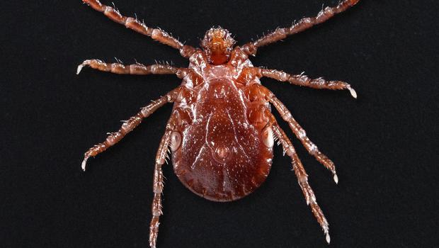 CDC warns about disease threat from Asian longhorned tick
